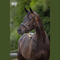 Covalliero Eco Leather Headcollar
